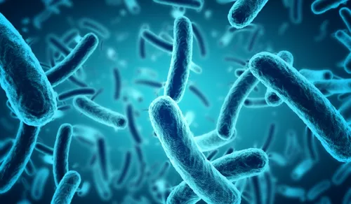 De bacteriën in de maag en darmen